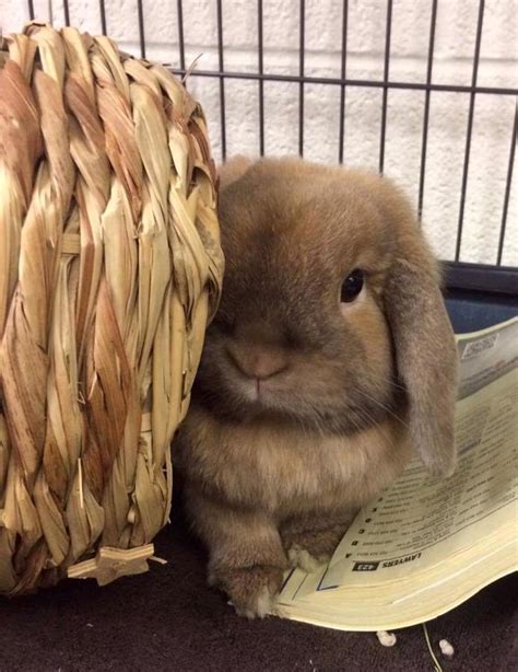 bunnies to adopt near me