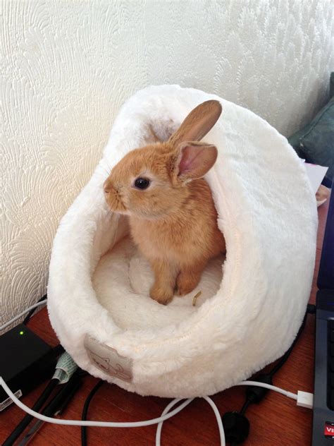 bunny bed