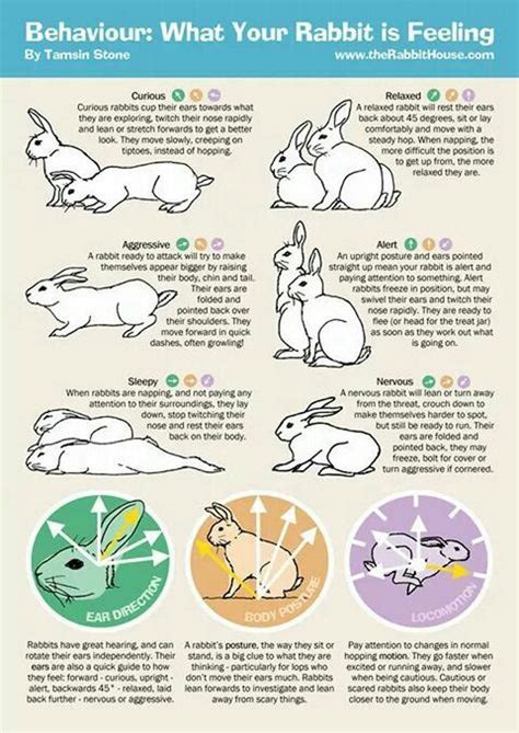 bunny body language