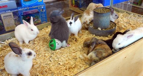 bunny pet store