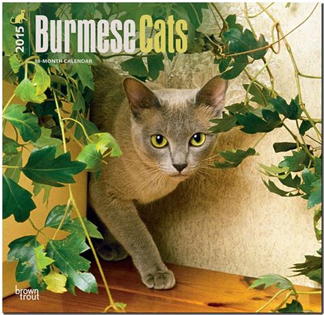 burmese cats 2015 square 12x12 PDF