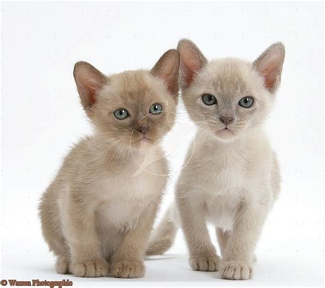 burmese kittens