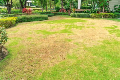 burned lawn with fertilizer