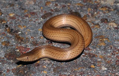 burton's legless lizard