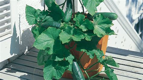 Bush cucumbers trailing over the edge of a large pot on an Ontario balcony