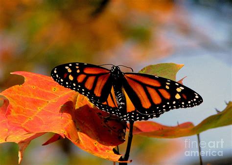 butterflies in autumn Epub