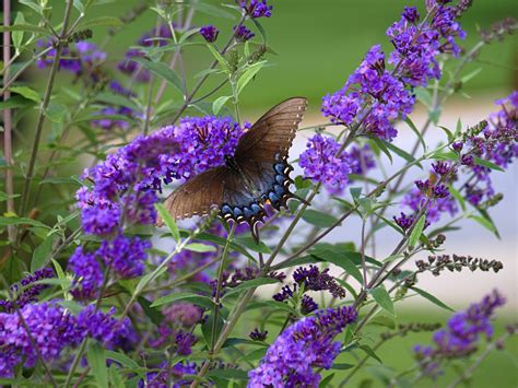 butterfly bush fertilizer