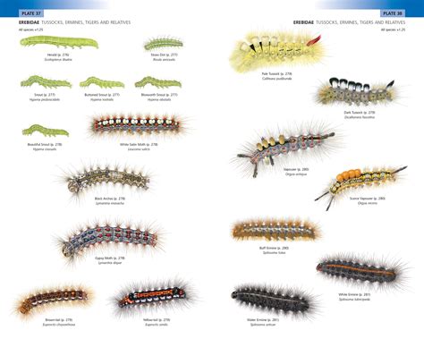 Butterfly Caterpillar Identification Chart