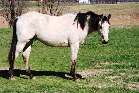 buttermilk buckskin