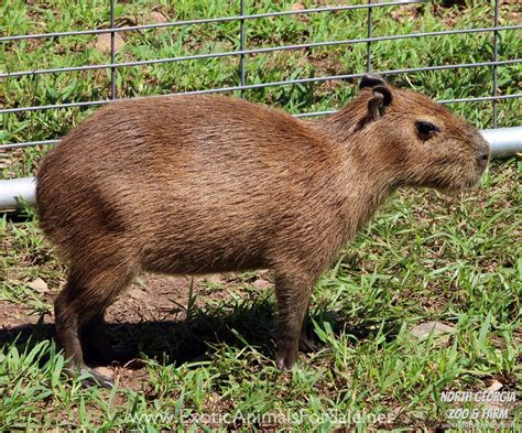 buy a capybara