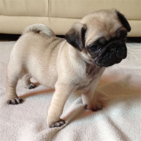 buy a pug near me