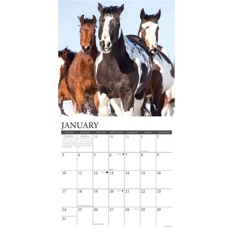 buy online 2016 paint horse wall calendar Reader