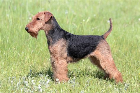buy welsh terrier