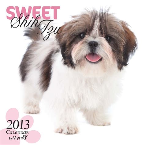 by myrna sweet shih tzu 2016 square 12x12 Doc