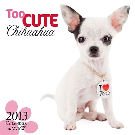 by myrna too cute chihuahua 2016 square 12x12 Kindle Editon