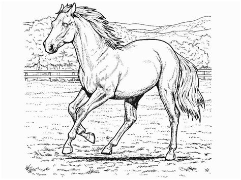 caballos colorear adultos dibujos colorear Kindle Editon
