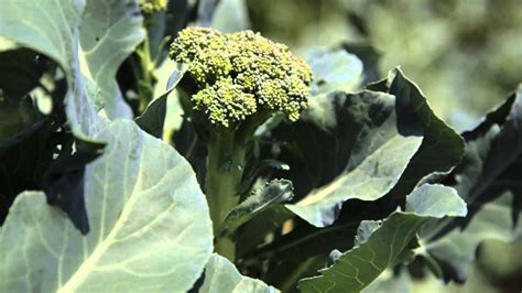 cabbage cauliflower allied vegetables harvest PDF