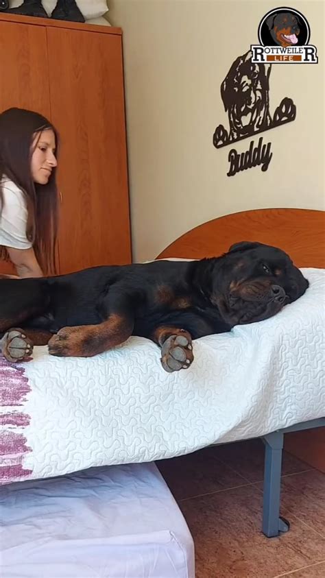 cachorro engatado na novinha