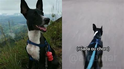 cachorro puxa