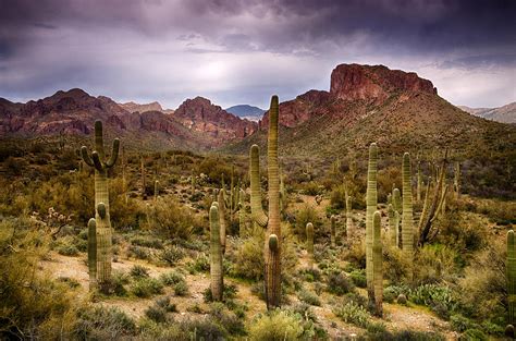 cacti canyon