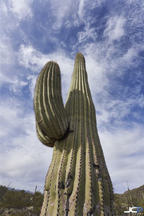 cacti in arizona desert