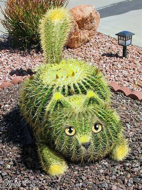 cactus cat