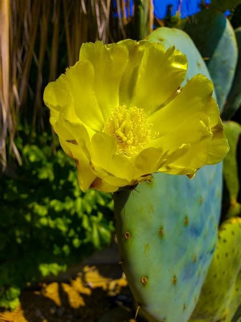 cactus with a yellow flower