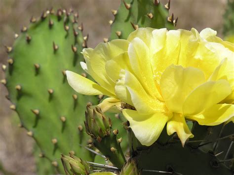 cactus with yellow flowers