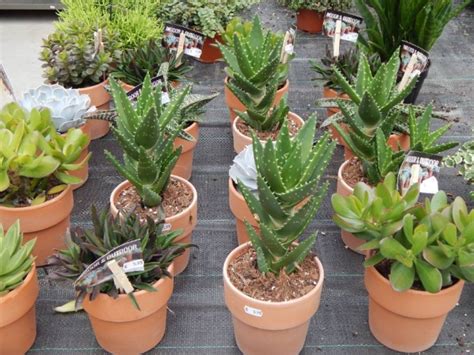 cactussen en andere vetplanten met 31 fotografische afbeeldingen Kindle Editon