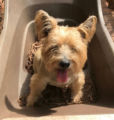 cairn terrier for adoption