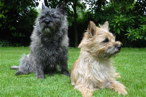 cairn terrier puppies for sale near me