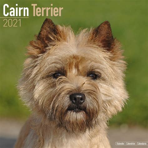 cairn terriers calendar multilingual edition PDF
