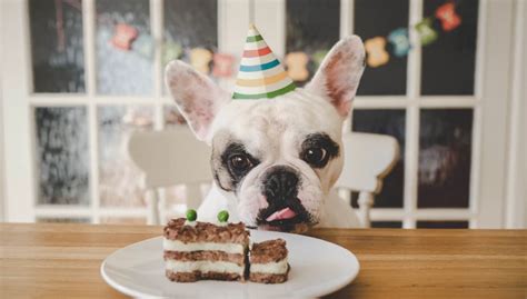 cakebetterchlo: The Sweetest Treat for Your Canine Companion