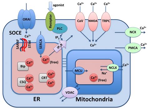 calcium signalling calcium signalling Epub