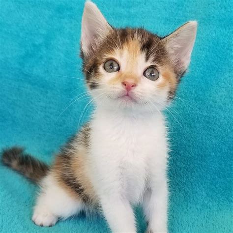 calico cat kitten