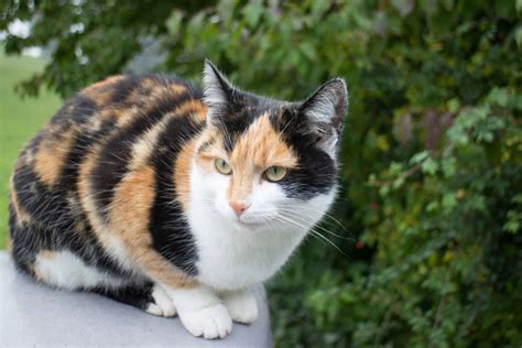 calico cat shorthair