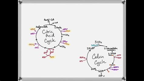 calvin cycle vs krebs