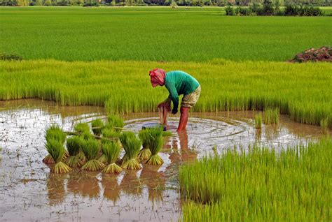 cambodia rice cultivation practice jgsee PDF