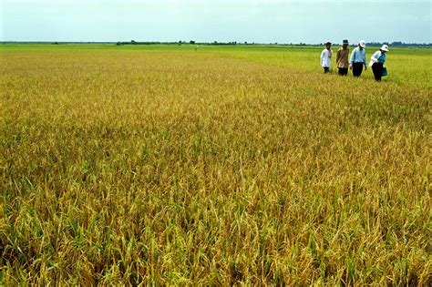 cambodia-rice-cultivation-practice-jgsee Ebook PDF