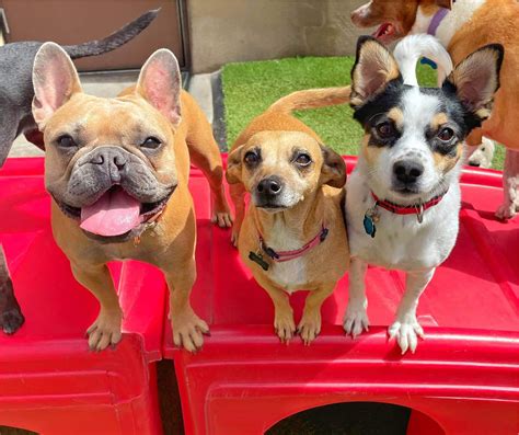 camp bow wow boulder Epub