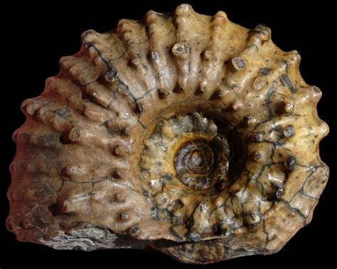 campanian and maastrichtian ammonites from northern aquitaine france Epub