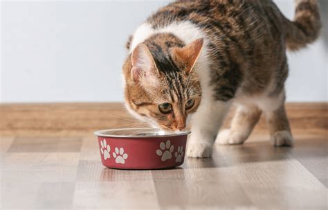 can a cat eat dog food