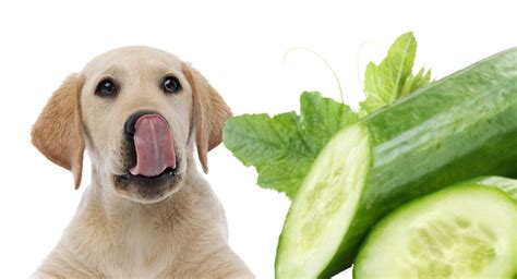 can a dog eat a cucumber