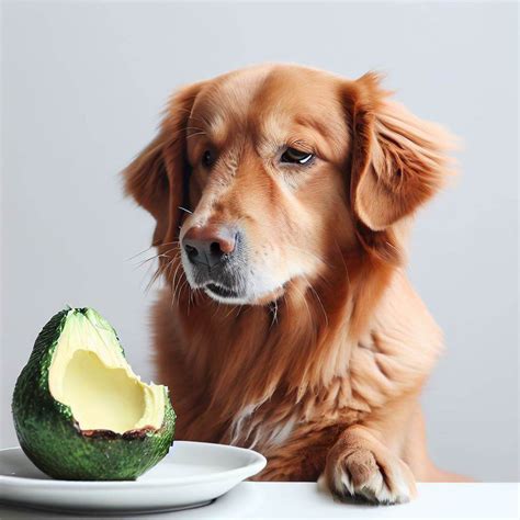 can a dog eat avocado