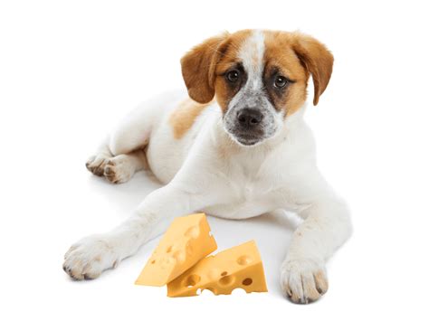 can a dog eat cheddar cheese