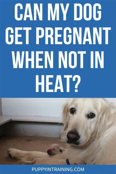 can a dog get pregnant if not in heat