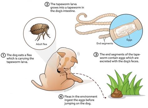 can a dog spread tapeworms through water bowl