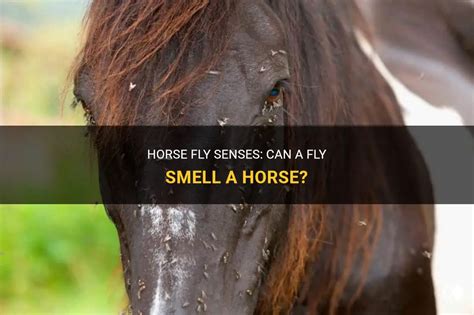 can a fly smell