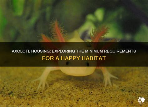 can axolotl space requirements