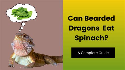 can bearded dragons have spinach